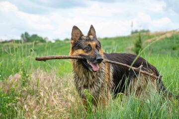 german shepherd dog in grass