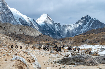 Yaks on the trail near Everest Base Camp in Nepal