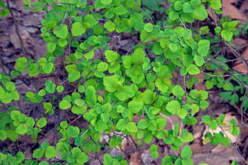 Tree branch with green leaves background in springtime. Nature in spring. Bokeh light background.
