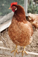 Close-up of hen standing in the chicken coop.
