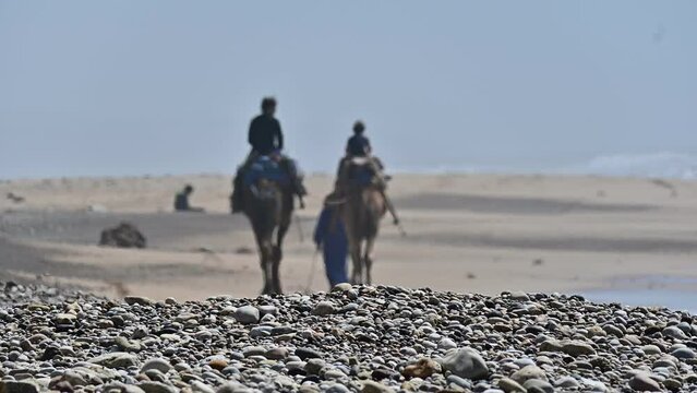Arabic bedouin leading a small camel caravan on a beach in Morocco, Africa