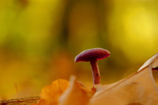 Purple mushroom (Laccaria amethystina)