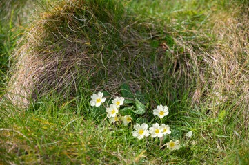 Gentle white primrose flowers on a green carpet of fresh spring grass