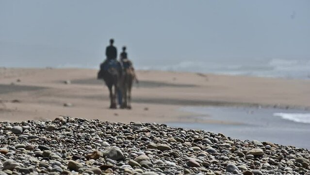 Arabic bedouin leading a small camel caravan on a beach in Morocco, Africa