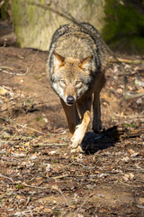 Gray wolf in forest. The wolf, Canis lupus, also known as the gray wolf or grey wolf, is a large canine native to Eurasia and North America