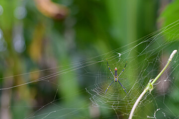 Spider in the nest waiting for prey