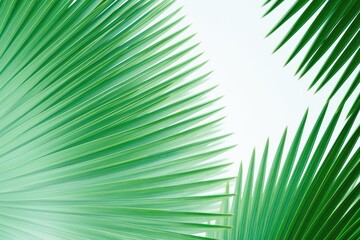 Fototapeta premium A detailed view of a single green palm leaf, showcasing its rich color and intricate texture.