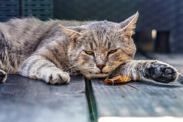 Careless tomcat enjoys leisure time.