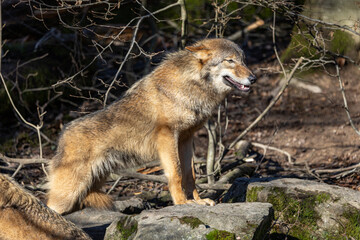 Gray wolf in forest. The wolf, Canis lupus, also known as the gray wolf or grey wolf, is a large canine native to Eurasia and North America