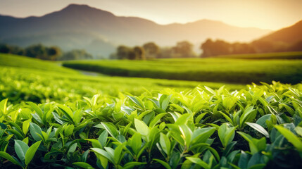 Close-up of tea bush leaves on green plantation background.