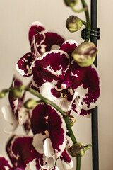 Fototapeta premium flowering phalaenopsis orchids of different colors. a tropical flower. flower care.