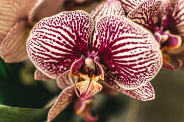 flowering phalaenopsis orchids of different colors. a tropical flower. flower care.