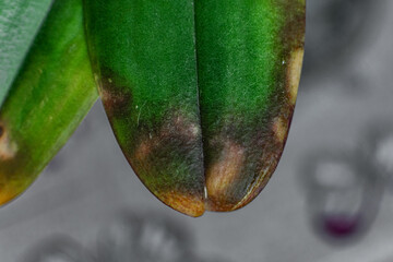 the diseased leaves of the phalaenopsis orchid. brown spots on a green leaf