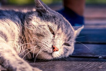 Feline nap bathed in sunlight.