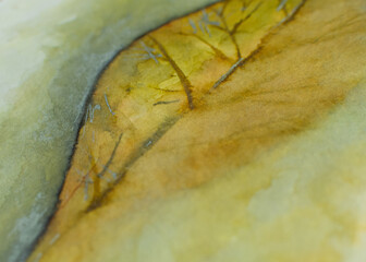 close up of leaf