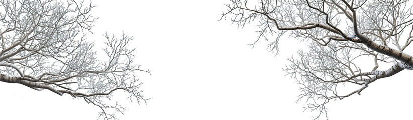 Obraz premium Bare, twisted tree branch extends against a stark isolate on transparent background, cutout, png