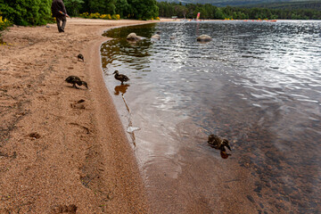 Lake Morlich, cairngorms scottish highlands.