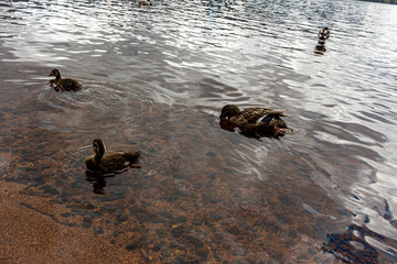 Lake Morlich, cairngorms scottish highlands.