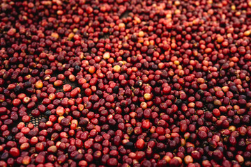 Coffee cherry beans are drying in the greenhouse