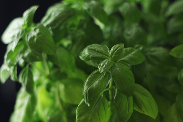 A bunch of basil in low key
