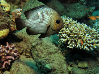 Three-spot dascyllus Dascyllus trimaculatus protecting its territory 