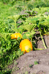 Big orange pumpkin with big green leaves grows at the vegetable garden - 723056913