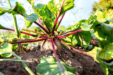 Ripe beetroot grows in the ground at the vegetable garden - 723056961