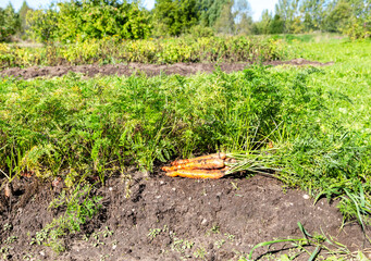 Ripe carrots harvested at a vegetable garden - 723057153