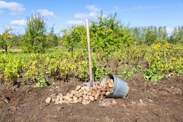Harvesting organic potatoes at the vegetable garden - 723057180