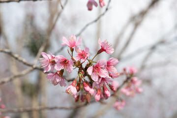 Beautiful Nang Phaya Sua Krong tree spring pink blossoms under pure blue spring sky at phu hin rong kla, Phitsanulok, Thailand. Nicknamed flowers Sakura of Thailand.	