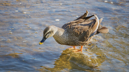 A spot-billed duck is shaking off water from its body.