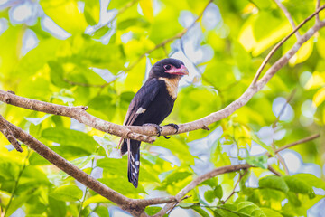 Dusky Broadbill  a rare bird on the branch of the tree.