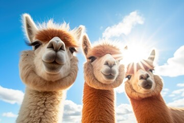 A group of llamas, with their heads held high, standing next to each other in a lush green field.