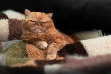 Red Exotic cat is laying on the warm fur blanket on the sofa. Beautiful cat. Animal and pet...