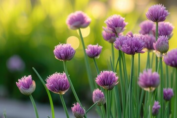 chives flowers growing outside