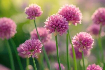chives flowers close up growing outside