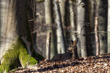 Obraz premium A Roe Deer - Capreolus Capreolus - lying and relaxing in the autumnal forest
