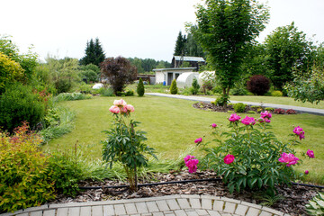 Rose flowers in flower bed in the garden. Green lawn, various deciduous plants, trees and...
