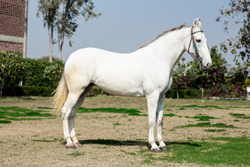 Obraz na płótnie Canvas White horse in the field, Portrait of a white horse, Marwari horse