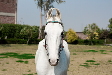 White horse in the field, Portrait of a white horse,  Marwari horse