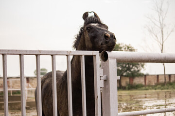 Brown horse on a farm, Marwari horse
