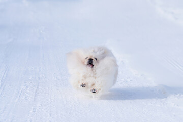 走る犬（ペキニーズ）