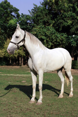 White horse in the field, Portrait of a white horse,  Marwari horse