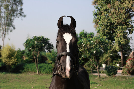 Brown horse in the field, Portrait of a brown horse,  Marwari horse