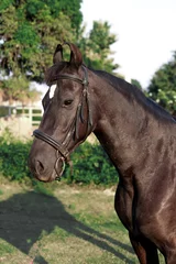 Fototapeten Brown horse in the field, Portrait of a brown horse,  Marwari horse © Tory