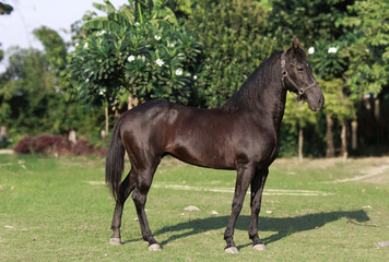 Obraz premium Brown horse in the field, Portrait of a brown horse, Marwari horse