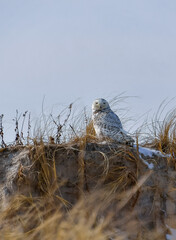 The Snowy Owl (Bubo scandiacus), a rare migratory bird sits among the grass on a sand dune near the ocean