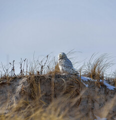 The Snowy Owl (Bubo scandiacus), a rare migratory bird sits among the grass on a sand dune near the...