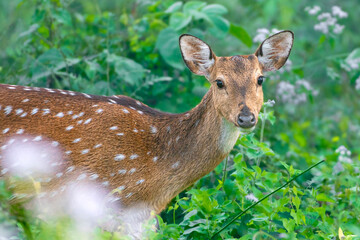 Indian Spotted deer, female.