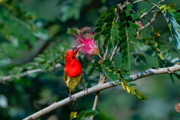 Crimson sunbird